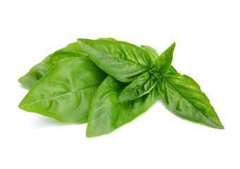 Basil herb leaf