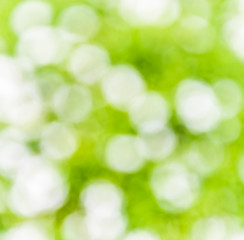 Fototapeta premium Abstract bokeh background