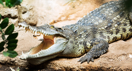 Crocodile d& 39 eau douce siamois