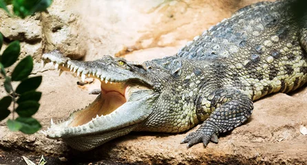 Deurstickers Krokodil Siamese zoetwaterkrokodil