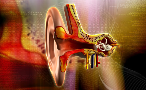 Ear Anatomy