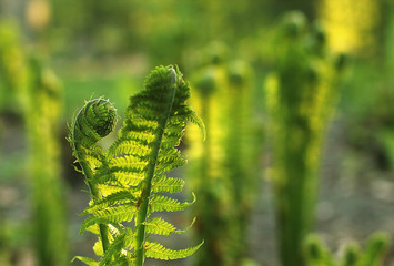 Fern