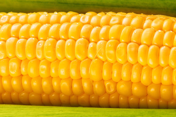 Young Sweet Corn on the Cob