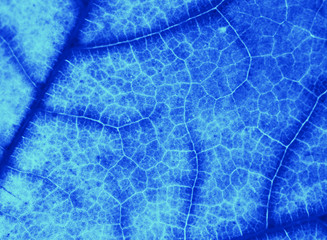 texture of blue leaf