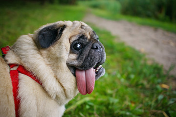 Funny Pug