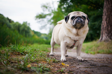 Fat Pug Outdoors