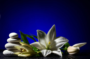 Obraz na płótnie Canvas lily with buds and pile of stones