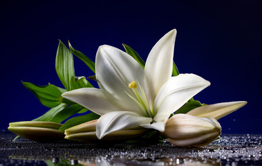 Fototapeta na wymiar white lily