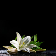 white lily on black