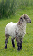 Fototapeta premium Lamb in field near Llangrannog, Cardigan coast