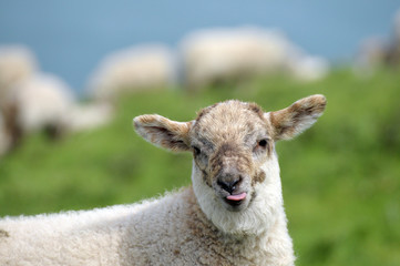 Lamb in field sticking tongue out, Cardigan coast