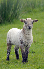 Naklejka na ściany i meble Lamb in field near Llangrannog, Cardigan coast