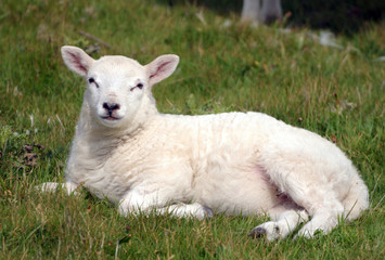 Naklejka na ściany i meble Lamb in field near Llangrannog, Cardigan coast