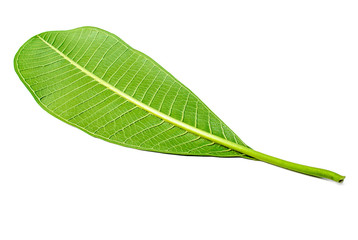 Frangipani Leaf.