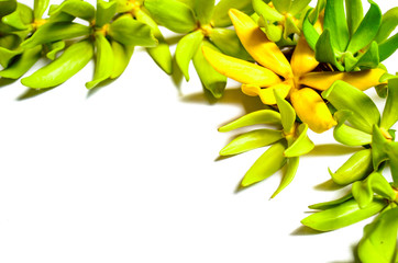 Ylang Ylang Flower.