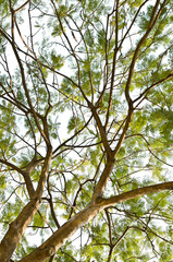 abstract background of tree branch