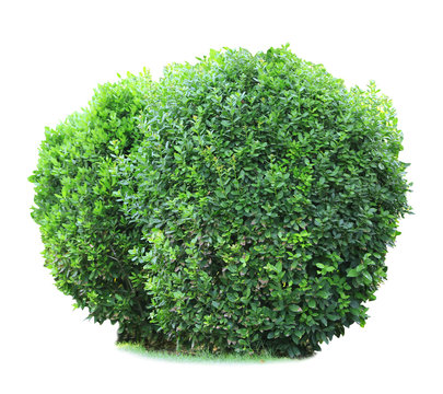 Green Lush Bushes Isolated On White