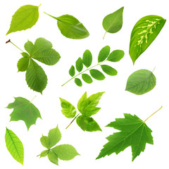 Collage of different leaves isolated on white