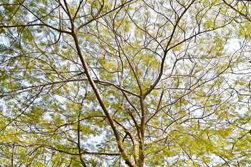 abstract background of tree branch