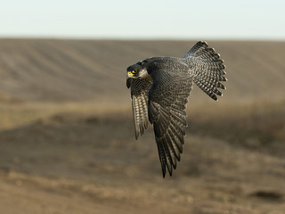 Flying Peregrine Falcon
