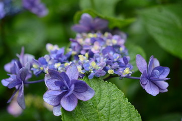 Obraz premium 紫陽花