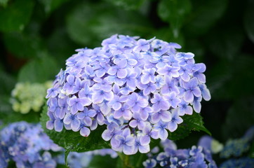 あじさい