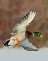 Flying Duck