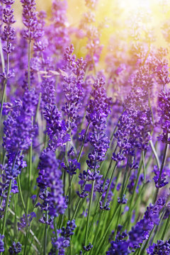 Fototapeta Garden lavender flowers