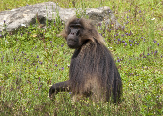 Singe gelada
