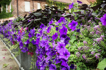 Fototapeta na wymiar Flowerbed of purple flowers on a metal railing