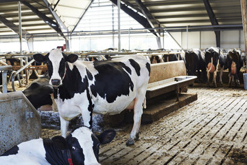 Cattle in barn on dairy farm © sanneberg