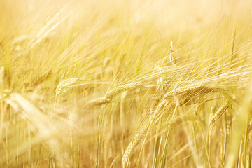 Close up of ears of wheat in field