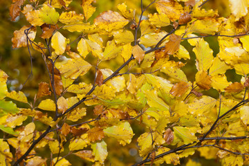 Fototapeta na wymiar impression of leaves and autumn colors