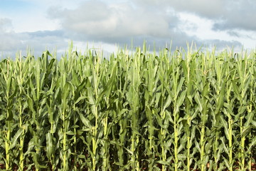 Campo de maíz. Maizal. San Pedro de las Dueñas, León.