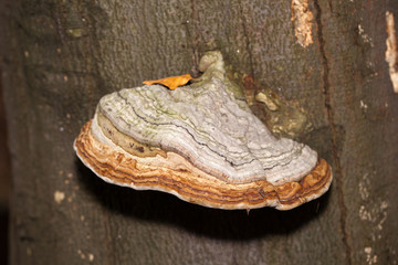 Closeup of tinder fungus on tree trunk