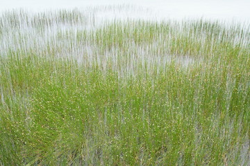 Eleocharis palustris. Junco palustre. Lago el Valle, Asturias.