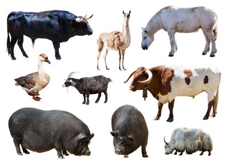 farm animals. Isolated over white background