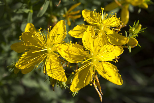 Tutsan