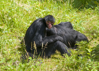 Singe atèle à face rouge