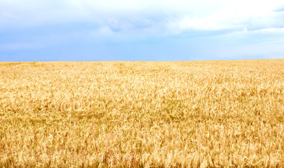 Gold wheat field and blue sky