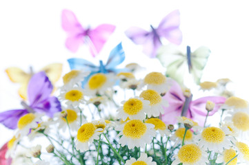 マーガレット　蝶々　春イメージ