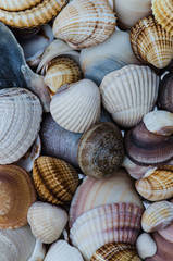 shells