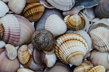 shells