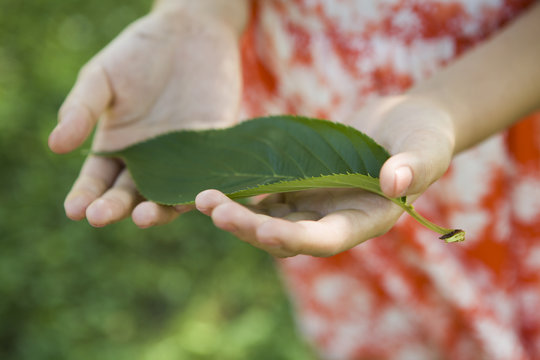 Leaf on the hand