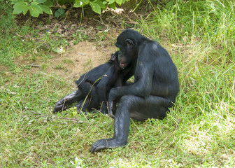 Singes bonobos