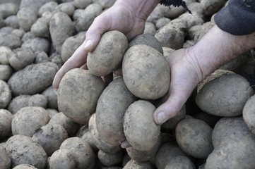 fresh harvested potatoes