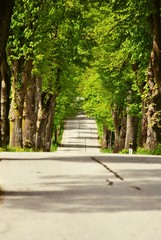 Allee
