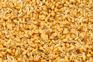 wheat germ