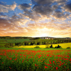 Spring landscape with red poppy field in the sunset