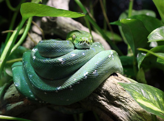 green snake on branch in jungle
